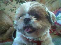 Photo de la shih-tzu Nitsan ayant servi de modle  la ralisation du portrait